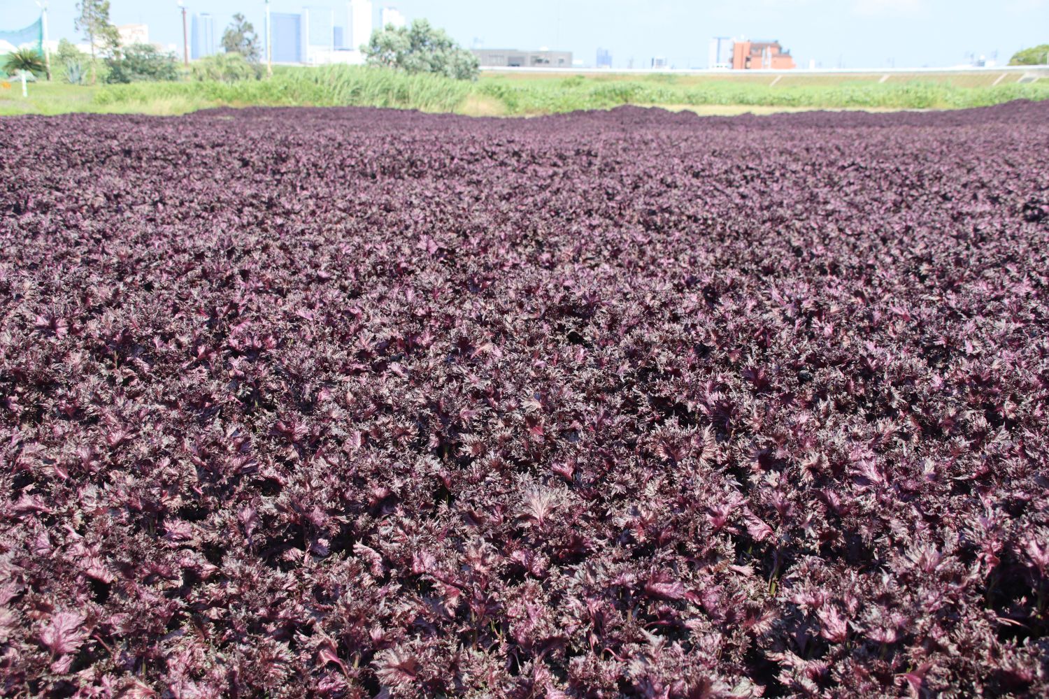 大治町の特産物 令和7年産赤シソの出荷が開始 - JAあいち海部