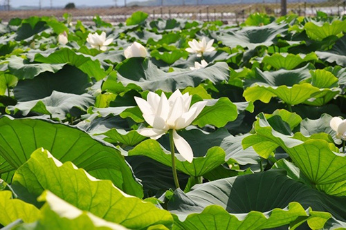 圃場風景（夏季）