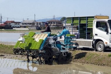 愛知県下一番　田植えはじまる