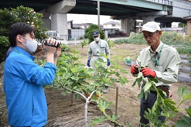 YouTubeで農業塾　イチジクの芽かきについて紹介