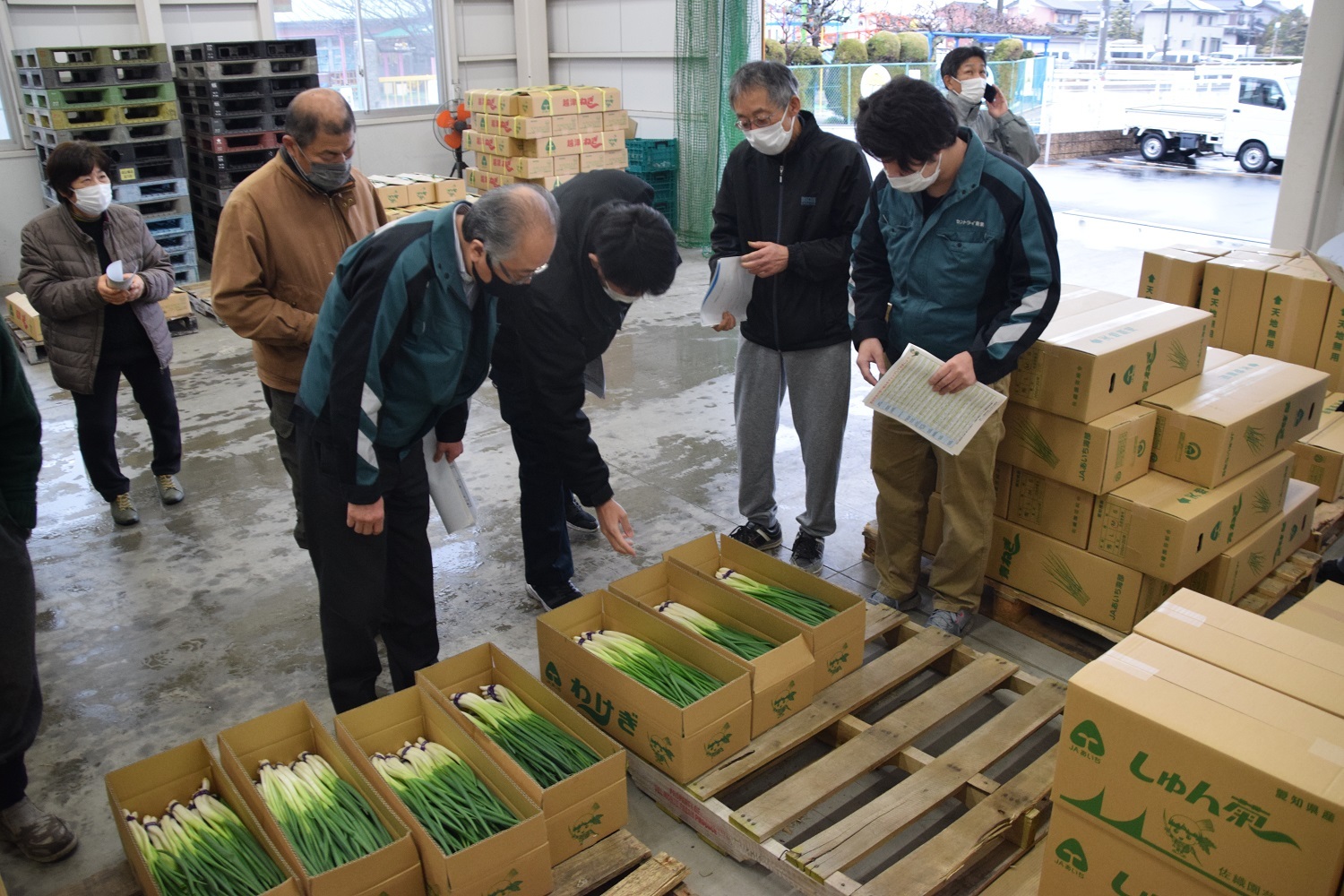 ワケギ目揃え会　桃の節句に向けて準備