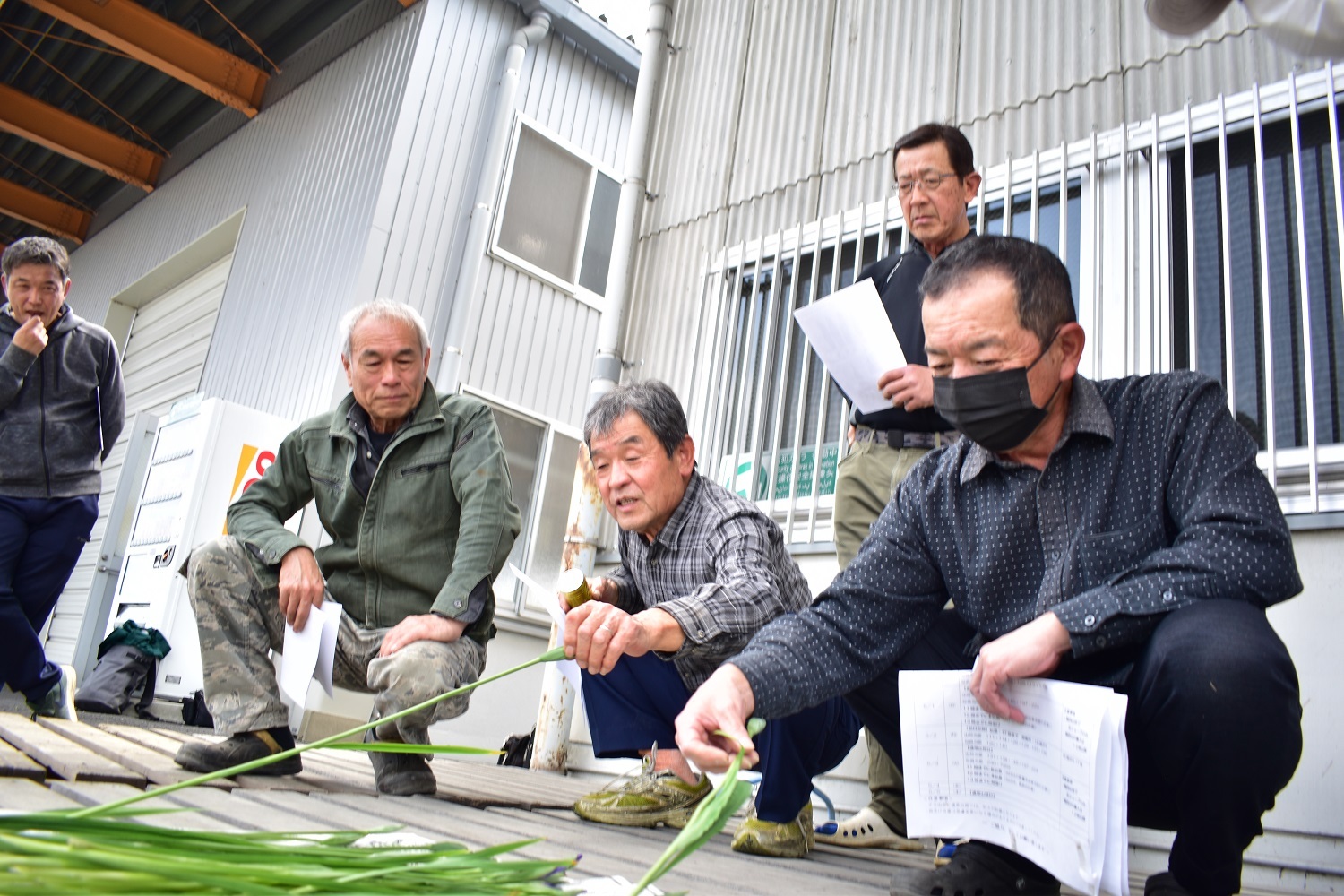 花菖蒲出荷本格化　こどもの日に向けて規格確認