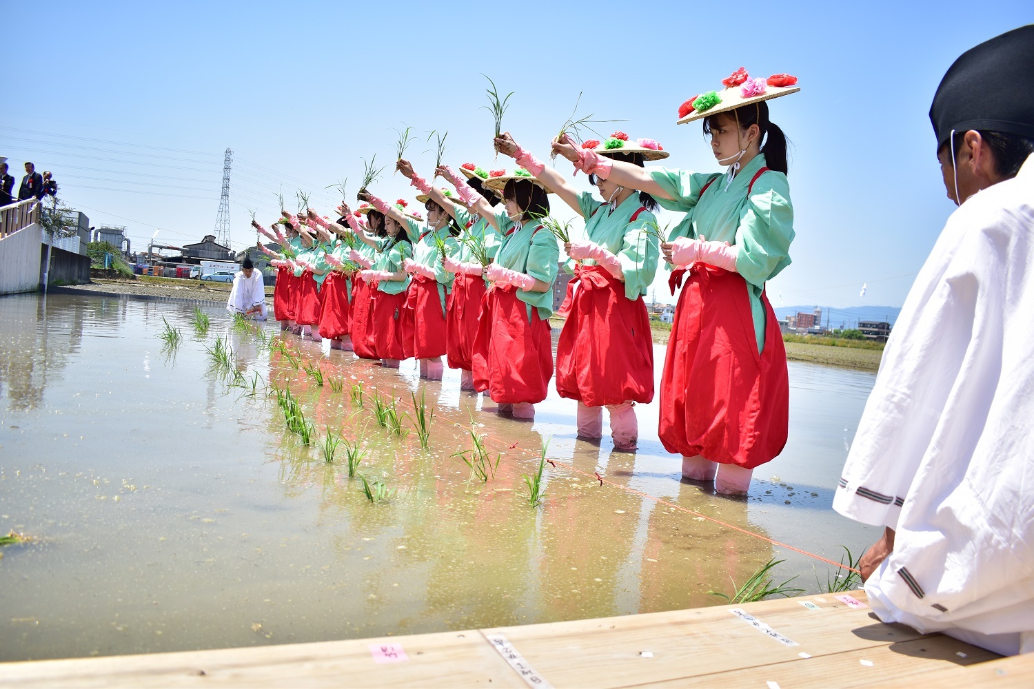 第１３１回愛知県農業祭献穀事業お田植祭　早乙女たちが田植えを行う
