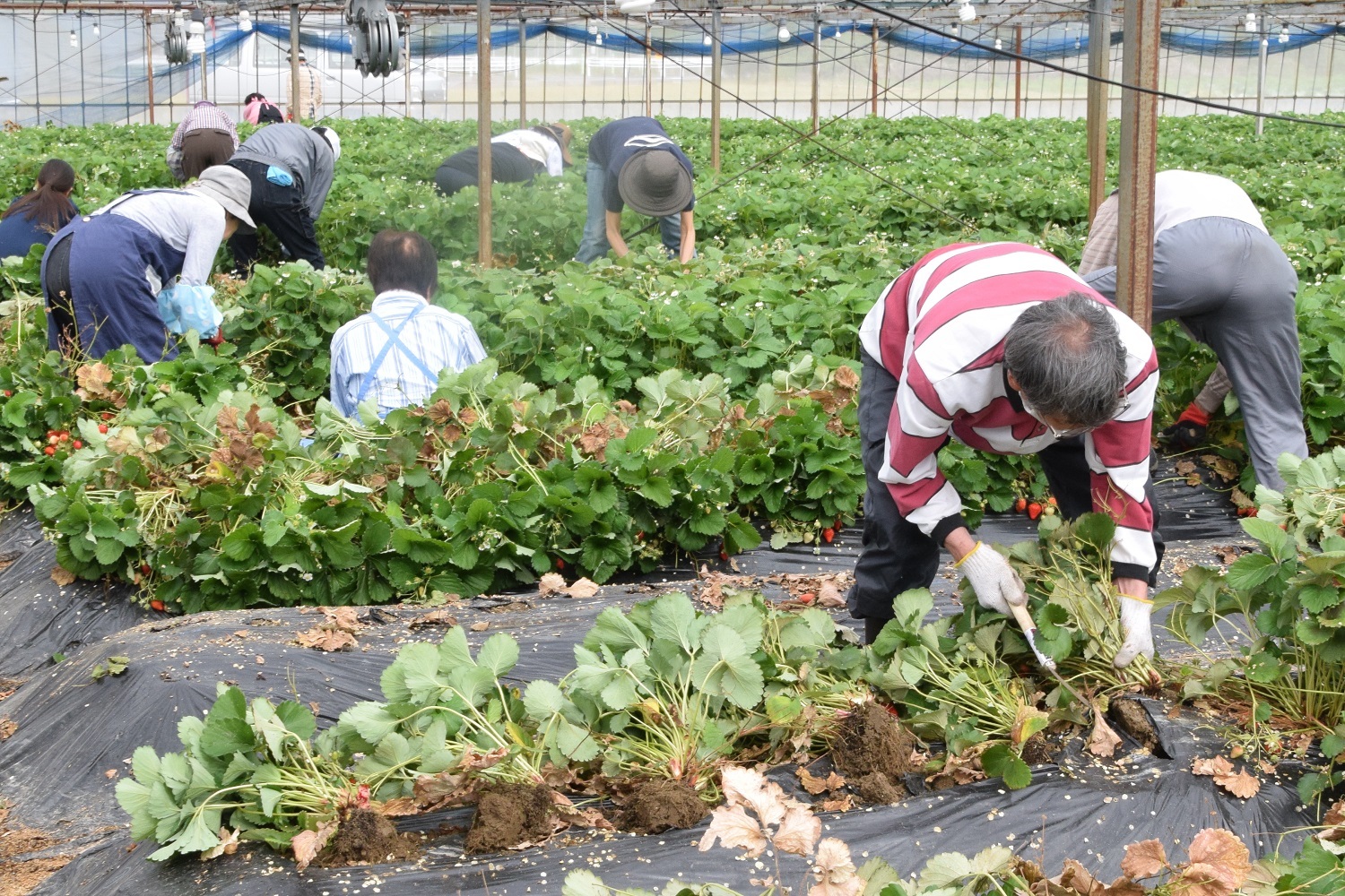 イチゴ援農ボランティア　組合員農家の労力軽減へ向け