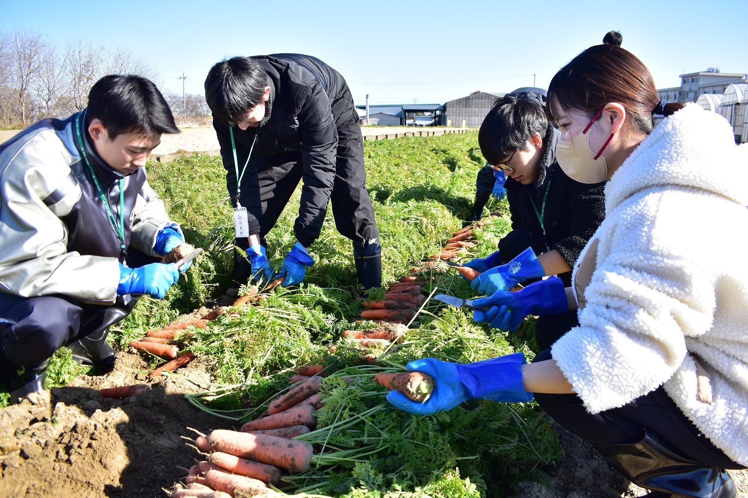 職場体験を開催　大学生らがニンジン収穫を体験