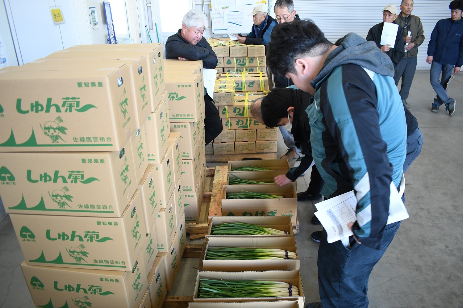 ワケギ目揃え　ひな祭りに備えて規格確認