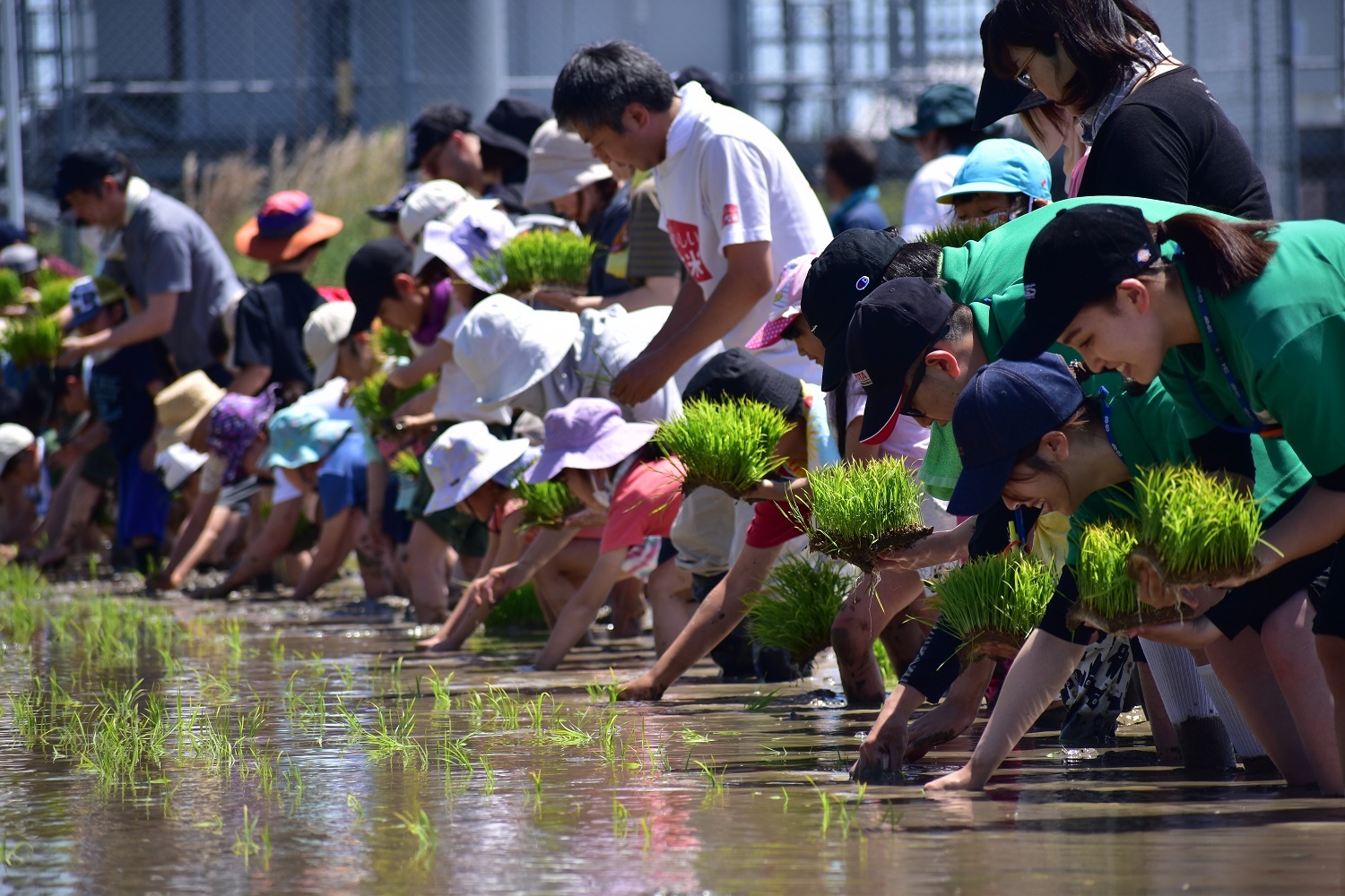 田植え体験開催　子どもたちにお米の大切さを