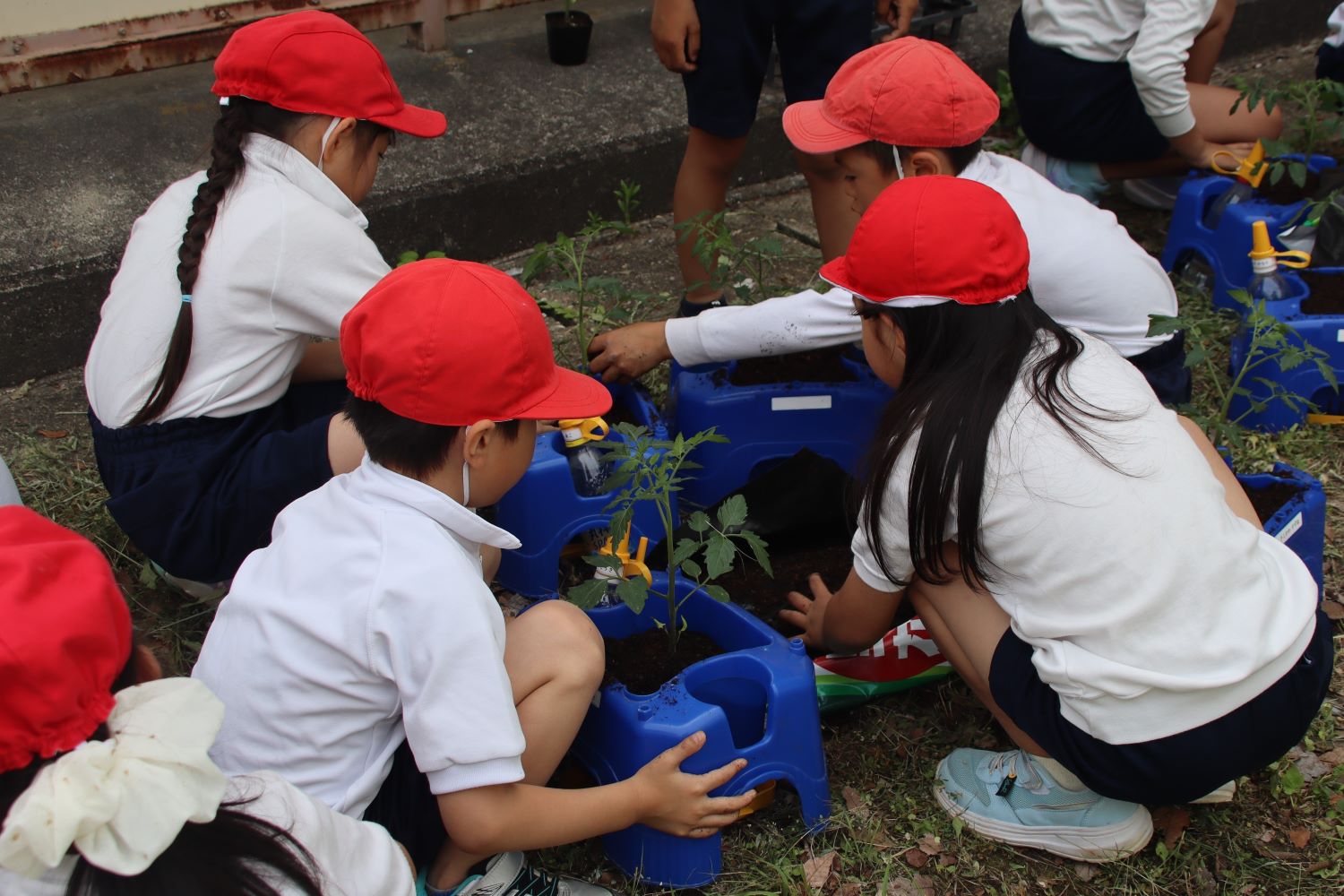 定植体験から農業を学ぶ　津島市立南小学校で出前授業を開催