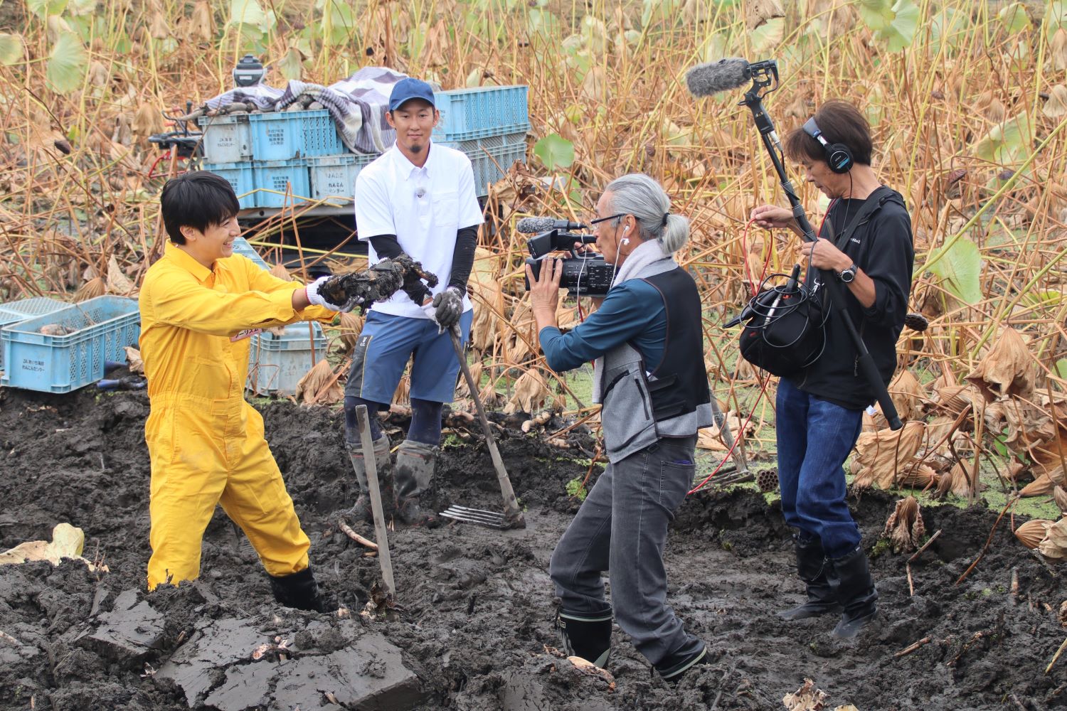 テレビ取材で収穫体験　愛西市の特産「レンコン」の魅力発信