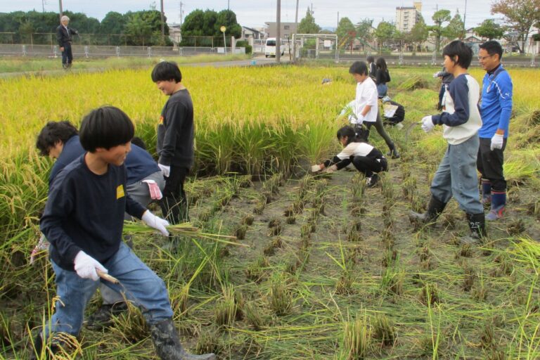 自ら田植えした稲を収穫 秋竹小学校で稲刈り体験を開催 - JAあいち海部