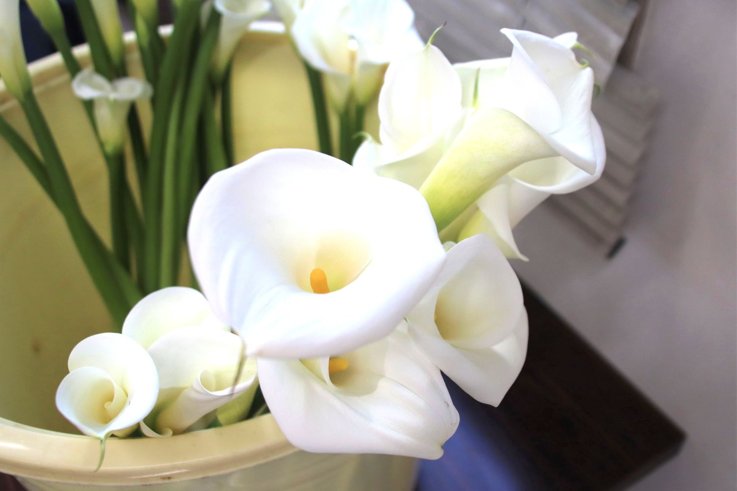 カラー目揃え会を開催　出荷本番に向け品質を確認