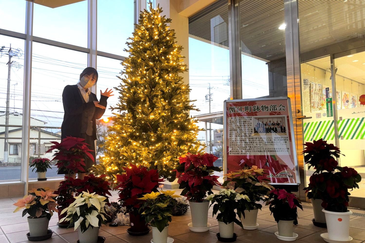 冬を彩るポインセチア　蟹江支店で華やかに展示