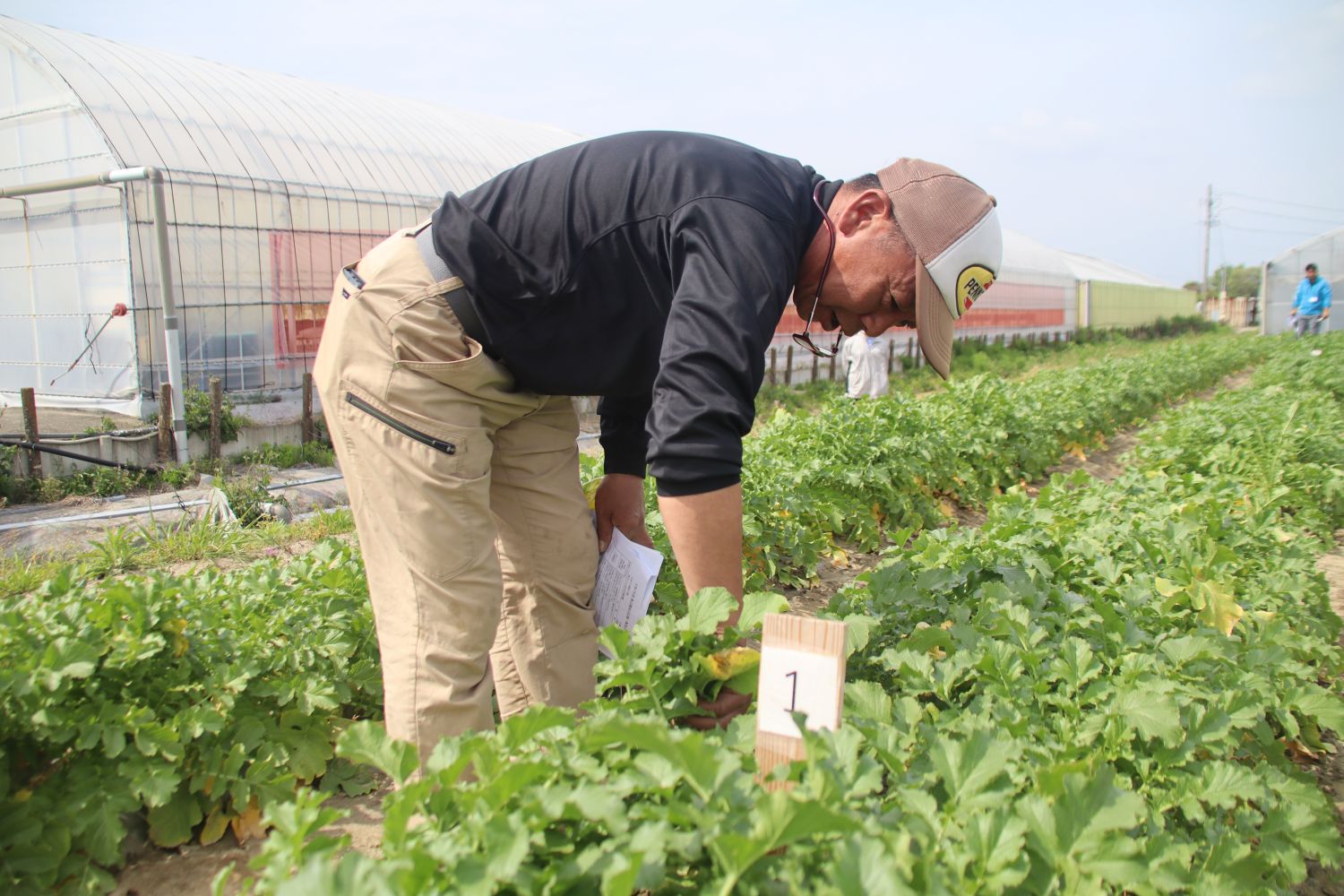 高品質なダイコンの安定出荷に向けて　春ダイコン審査会を開催