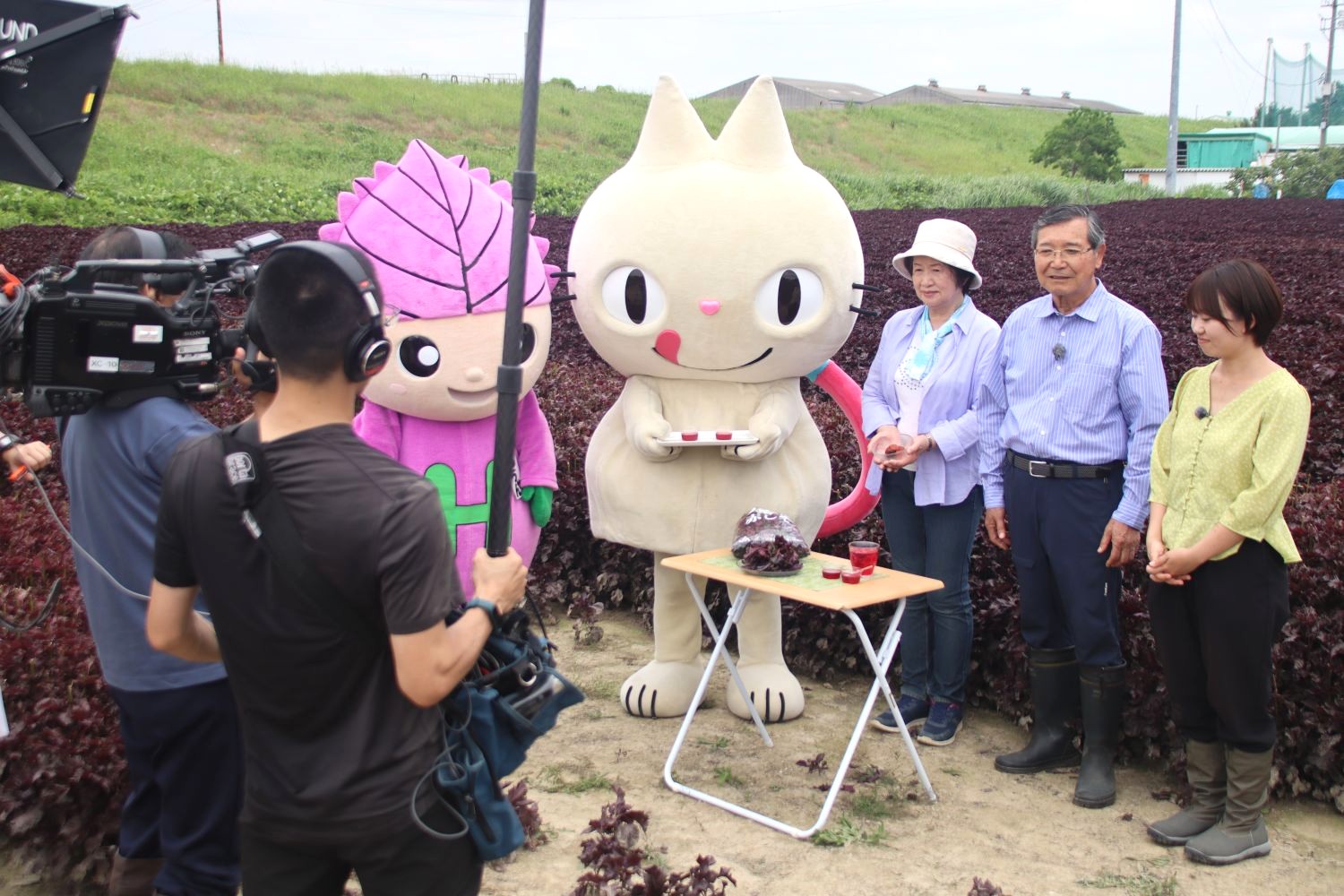 大治町の特産物を紹介　赤シソをNHKの番組「まるっと！」にて放送