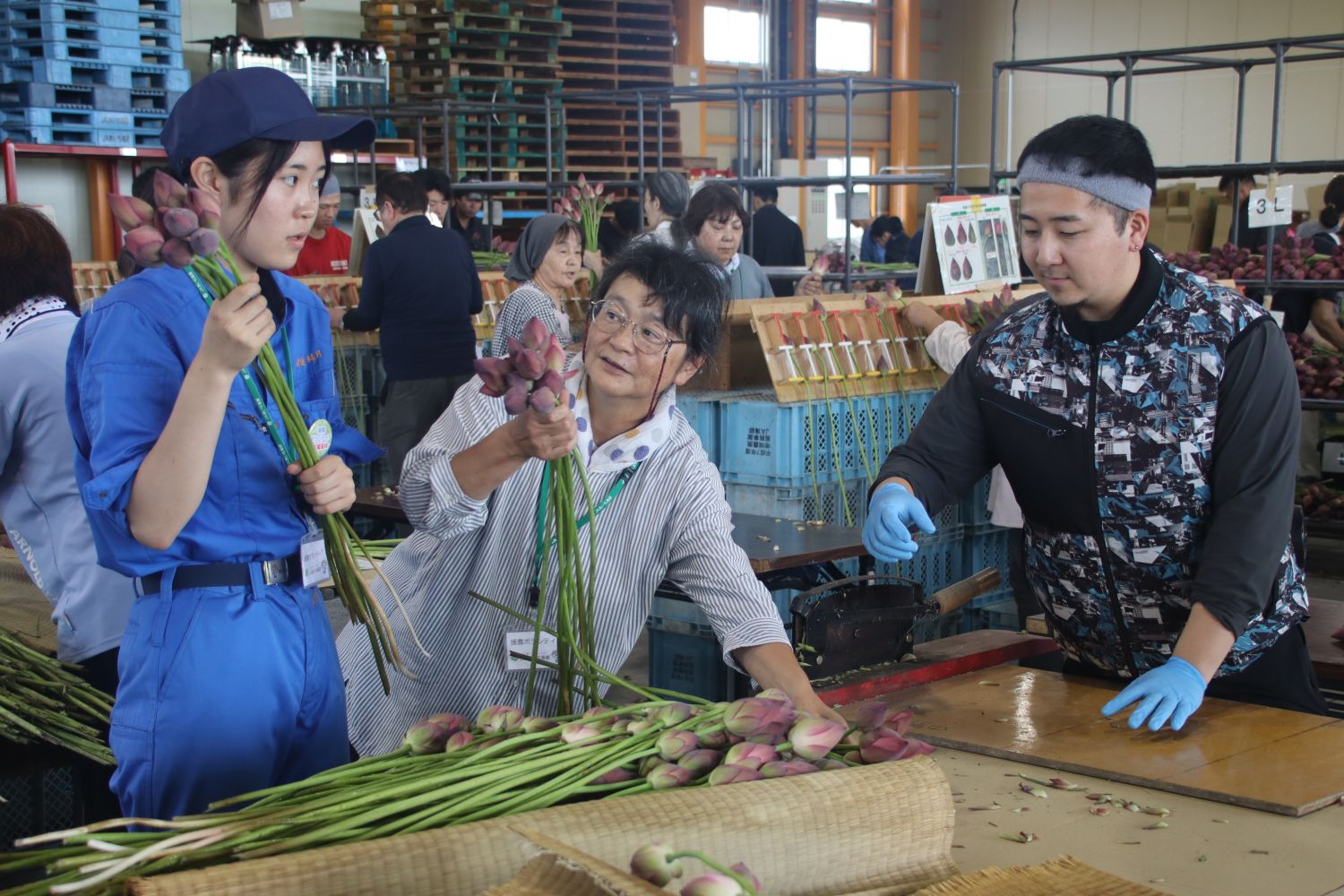 高校生や准組合員による労働力支援　花ハスの援農ボランティアを開催
