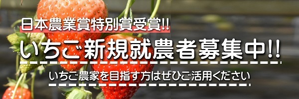 いちご新規就農者募集中！！